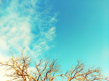 Low angle view of tree against blue sky