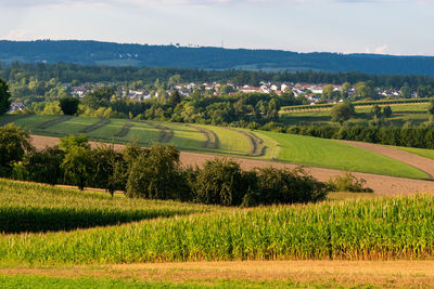 Scenic view of agricultural field against sky