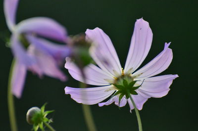 Close-up of pink flowers blooming outdoors