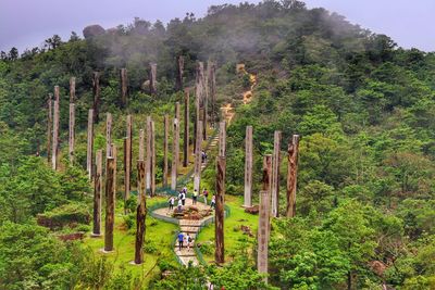 High angle view of trees on field