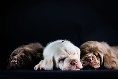 Close-up of puppies sleeping