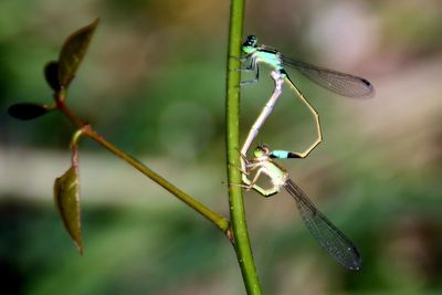 Close-up of dragonfly