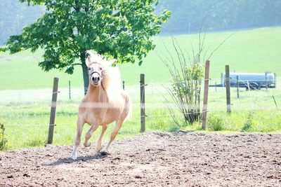 Horse standing in a field