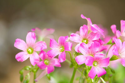 Close-up of pink flowering plants