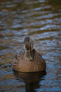 Close-up of female mallard duck swimming in lake