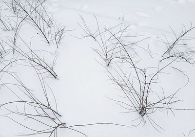 Low angle view of bare branches against sky