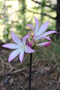 Close-up of purple crocus flowers on field