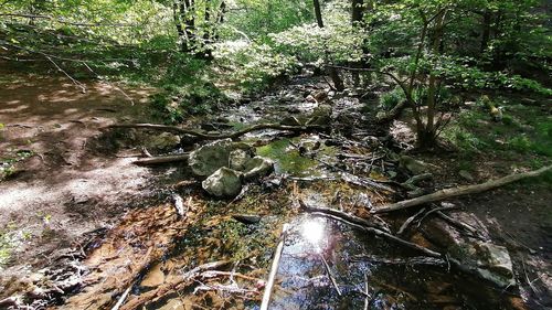 High angle view of stream amidst trees in forest