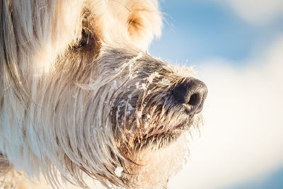 Close-up of a dog looking away