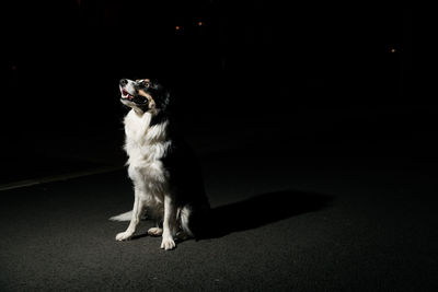 Dog sitting on the dark