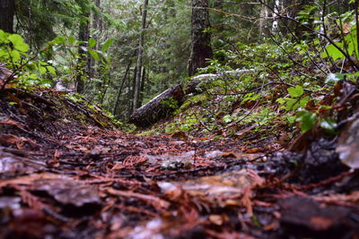 Close-up of tree trunk in forest