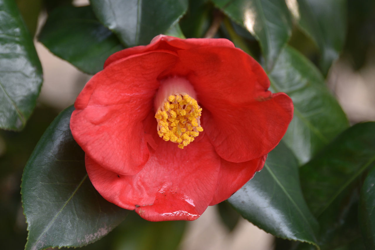 CLOSE-UP OF RED FLOWER