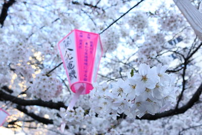 Close-up of pink flowers