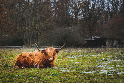 View of a sheep on field