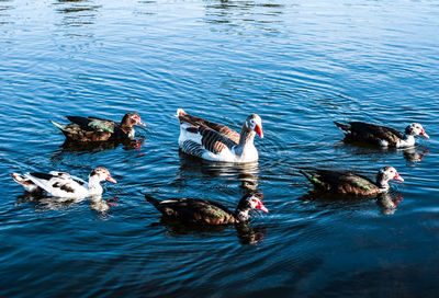 High angle view of ducks swimming in lake