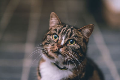 Close-up portrait of cat sitting outdoors