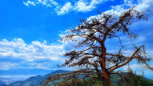 Low angle view of tree against blue sky