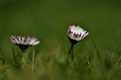 Close-up of flowering plants on field