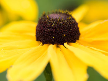 Close-up of yellow flower