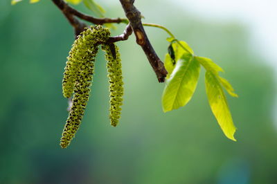 Close-up of plant on twig