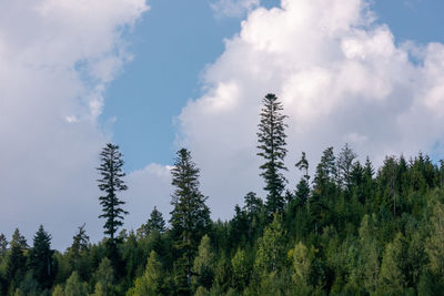 Low angle view of pine trees against sky