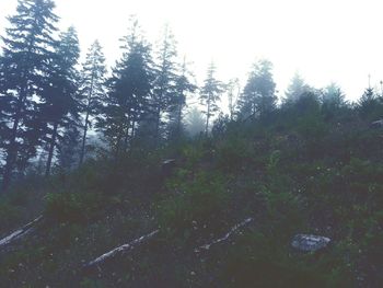 Scenic view of trees