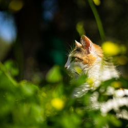 Close-up of a cat