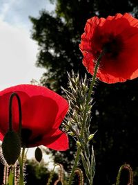 Close-up of poppy blooming outdoors