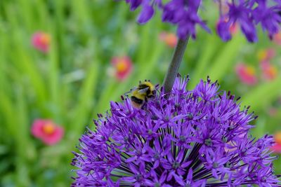 Close-up of bee pollinating on purple flower