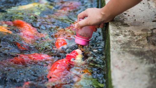 Person holding fish