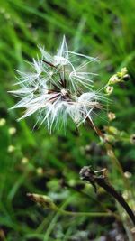 Close-up of dandelion