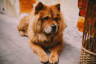 Portrait of dog sitting outdoors