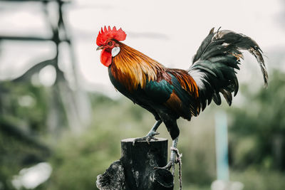 Close-up of rooster