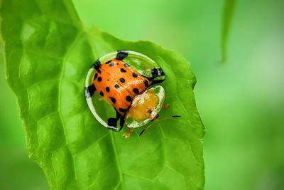Close-up of ladybug on leaf