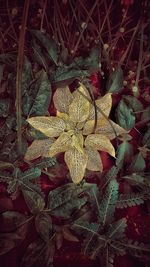 High angle view of dry leaves on land