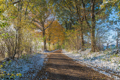 Road passing through forest