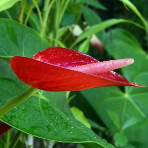 Close-up of wet red plant