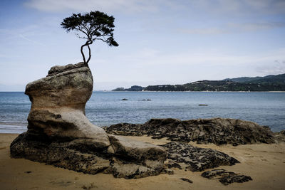 Close-up of tree by sea against sky