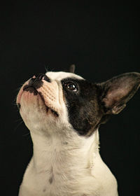 Close-up of dog looking away against black background