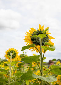 Close-up of yellow flowering plant