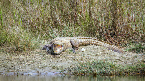 View of a turtle on riverbank