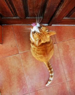 High angle view of cat sitting on tiled floor