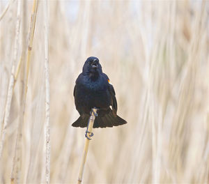 Close-up of red-winged blackbird perching on dry twig