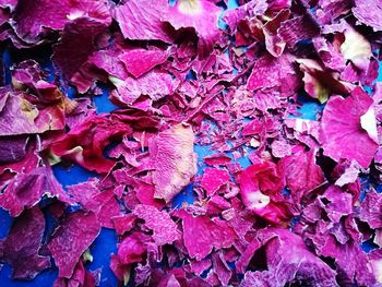 Full frame shot of pink flowers