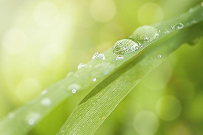 Close-up of water drops on leaf