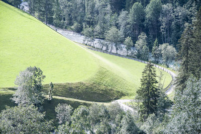 Trees growing in a park