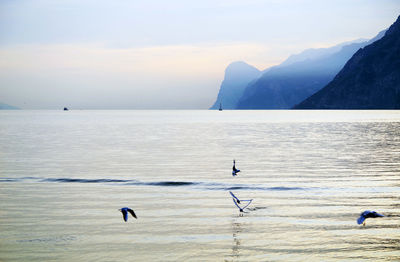 Birds flying over sea against sky