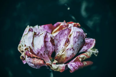 Close-up of wilted rose against black background