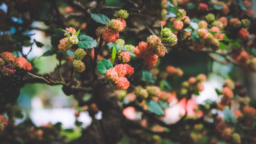 Close-up of flowers blooming on tree