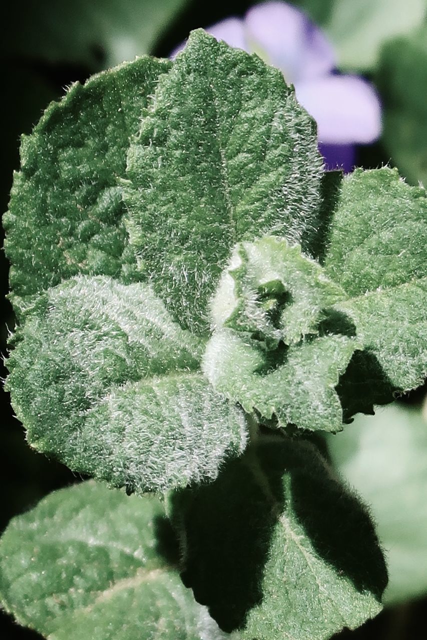 CLOSE-UP OF FROZEN PLANTS